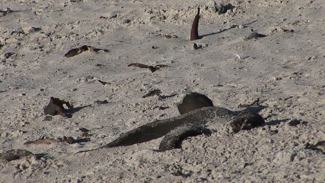 Remolinera Negra (antarcticus) - ML468787