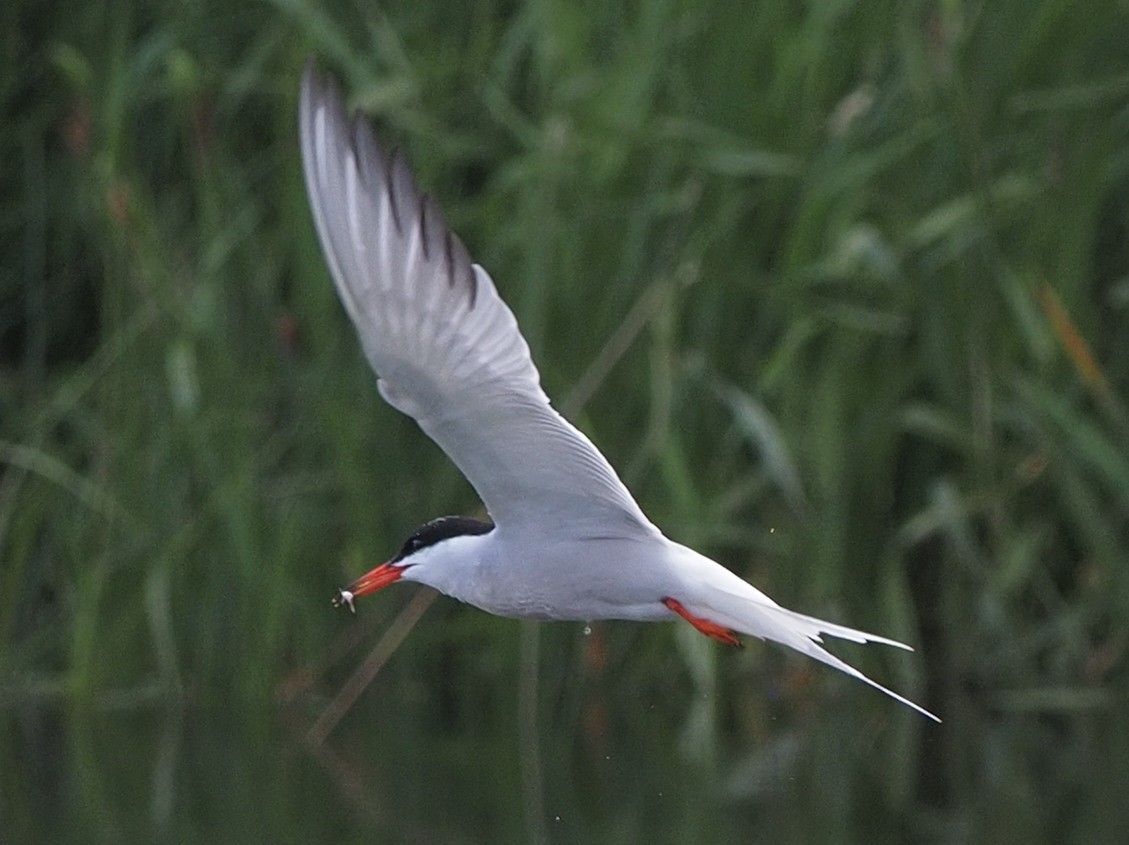 Common Tern - Milton Paul