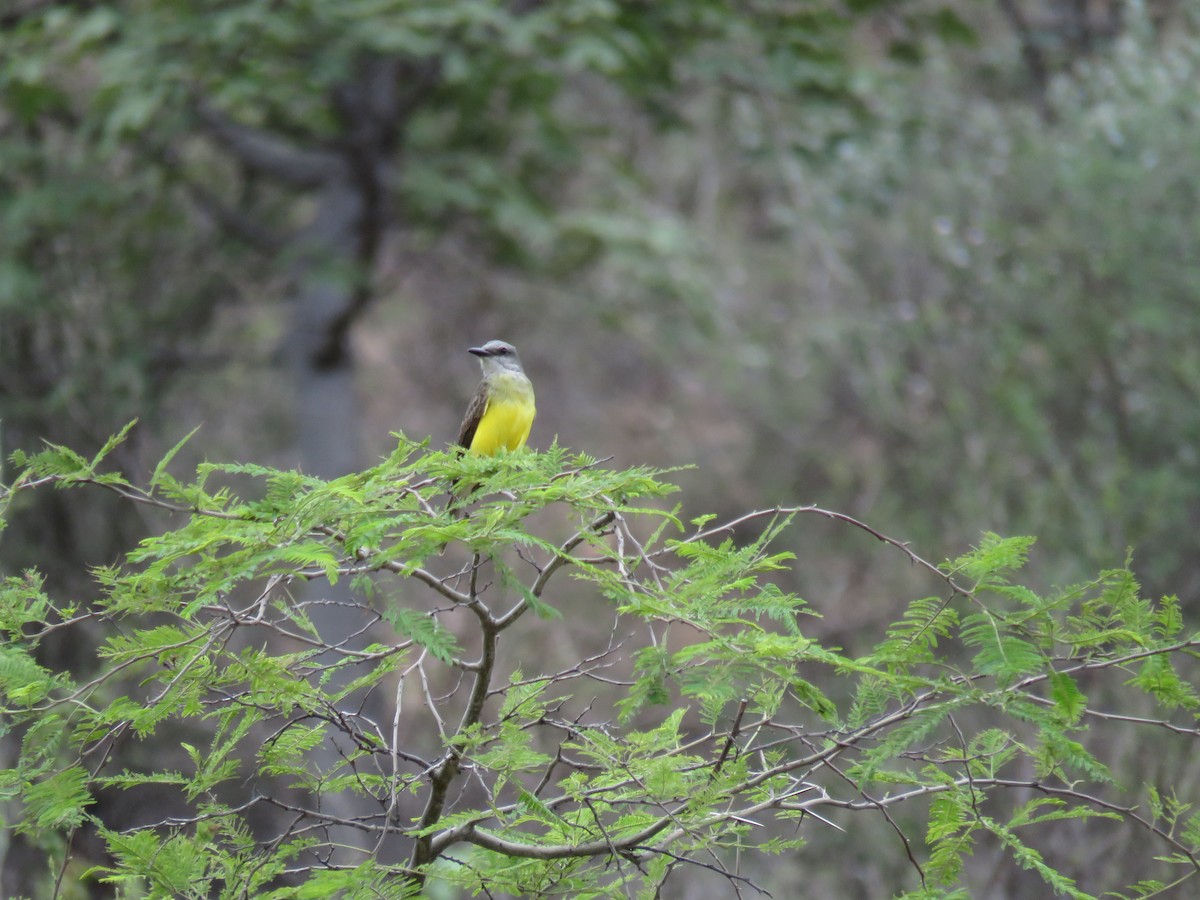 Tropical Kingbird - ML46878811