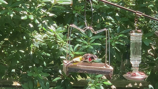 Rose-breasted Grosbeak - ML468789981