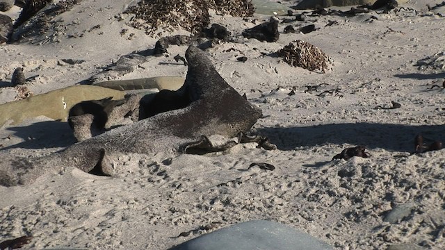 Falkland-Uferwipper (antarcticus) - ML468790