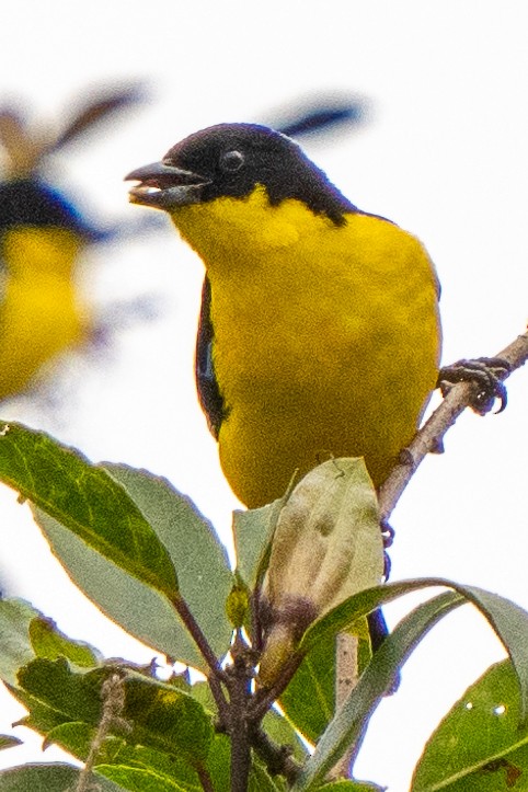 Blue-winged Mountain Tanager (Bolivian) - ML468791101