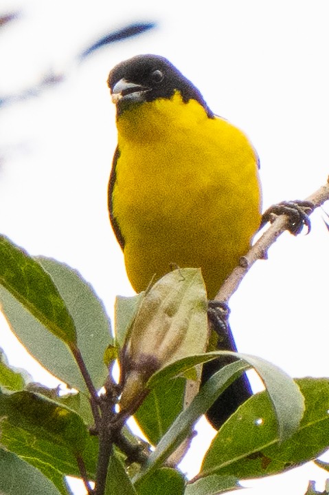 Blue-winged Mountain Tanager (Bolivian) - ML468791111