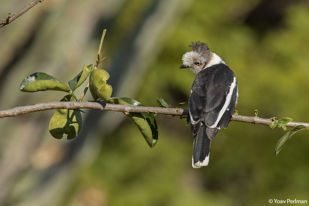 Gray-crested Helmetshrike - ML468792421