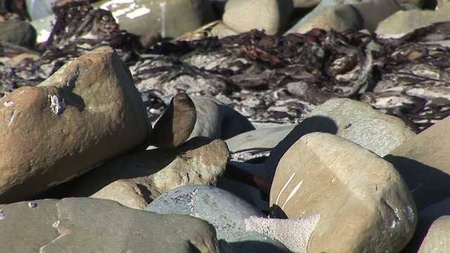 Cobb's Wren - ML468794