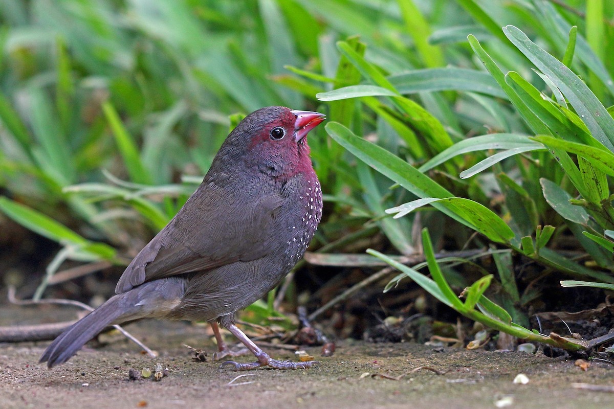 Brown Firefinch - Nigel Voaden