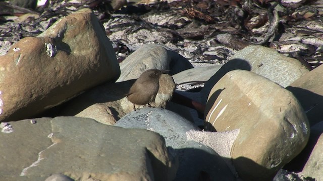 Cobb's Wren - ML468795