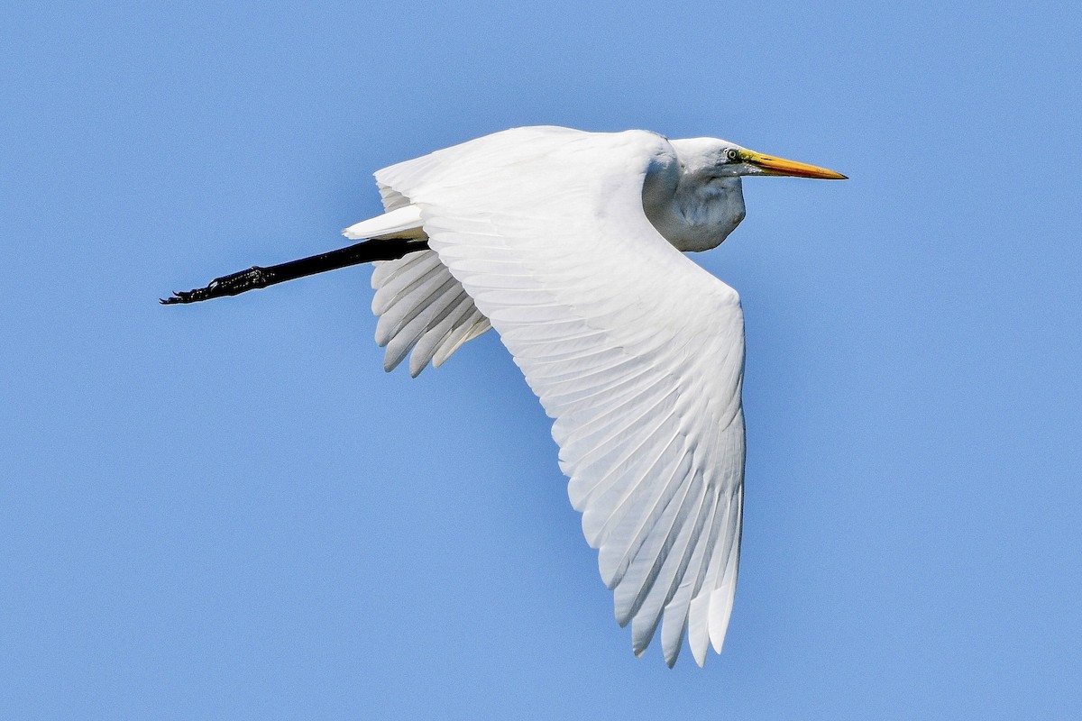 Great Egret - ML468795421