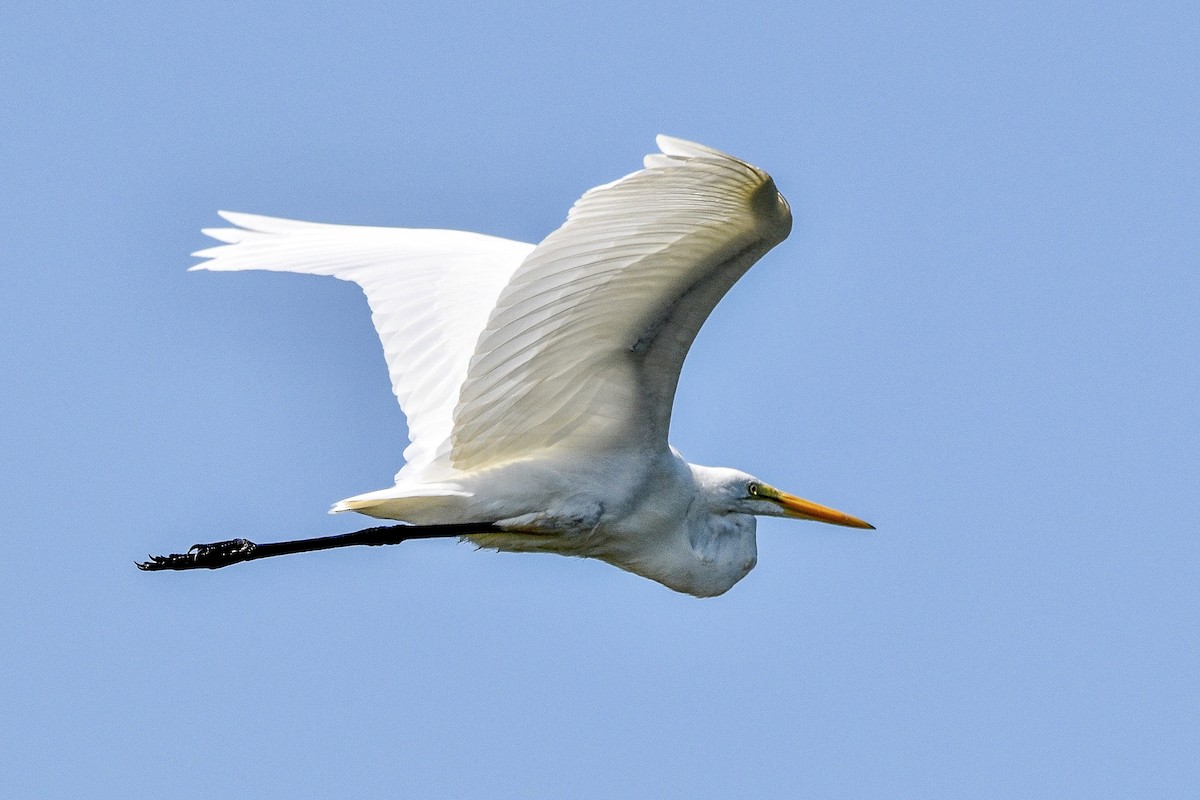 Great Egret - ML468795431