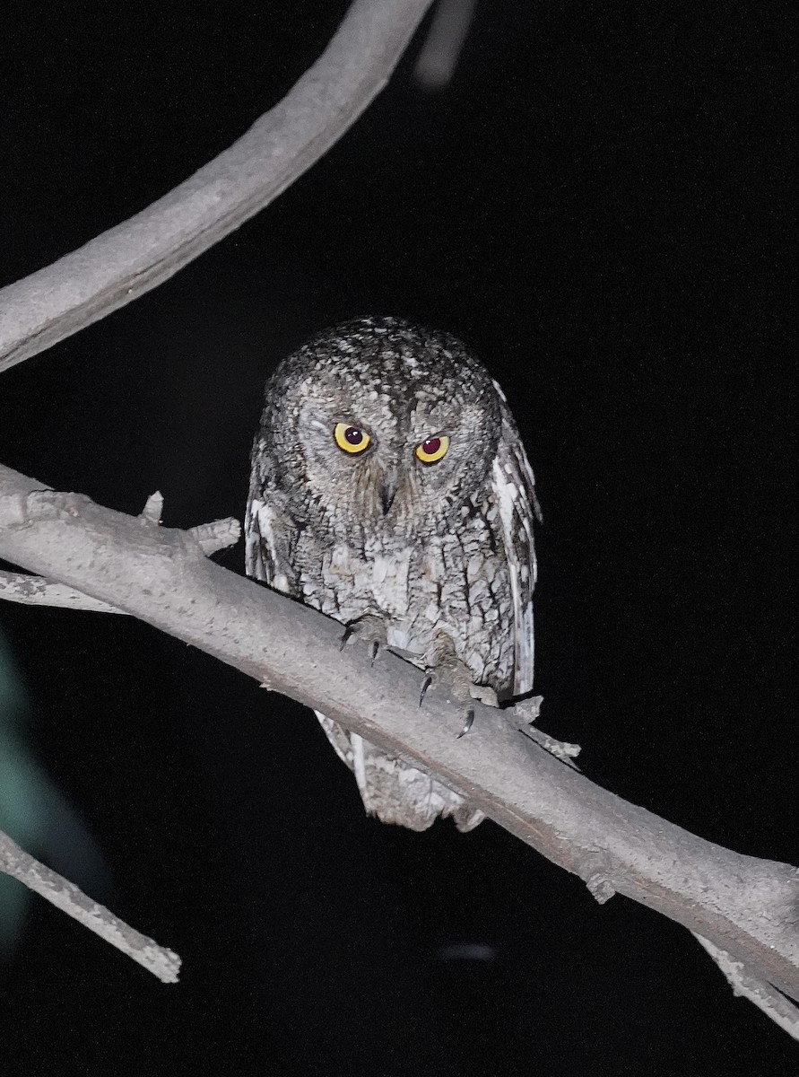 Cyprus Scops-Owl - Daniel Winzeler