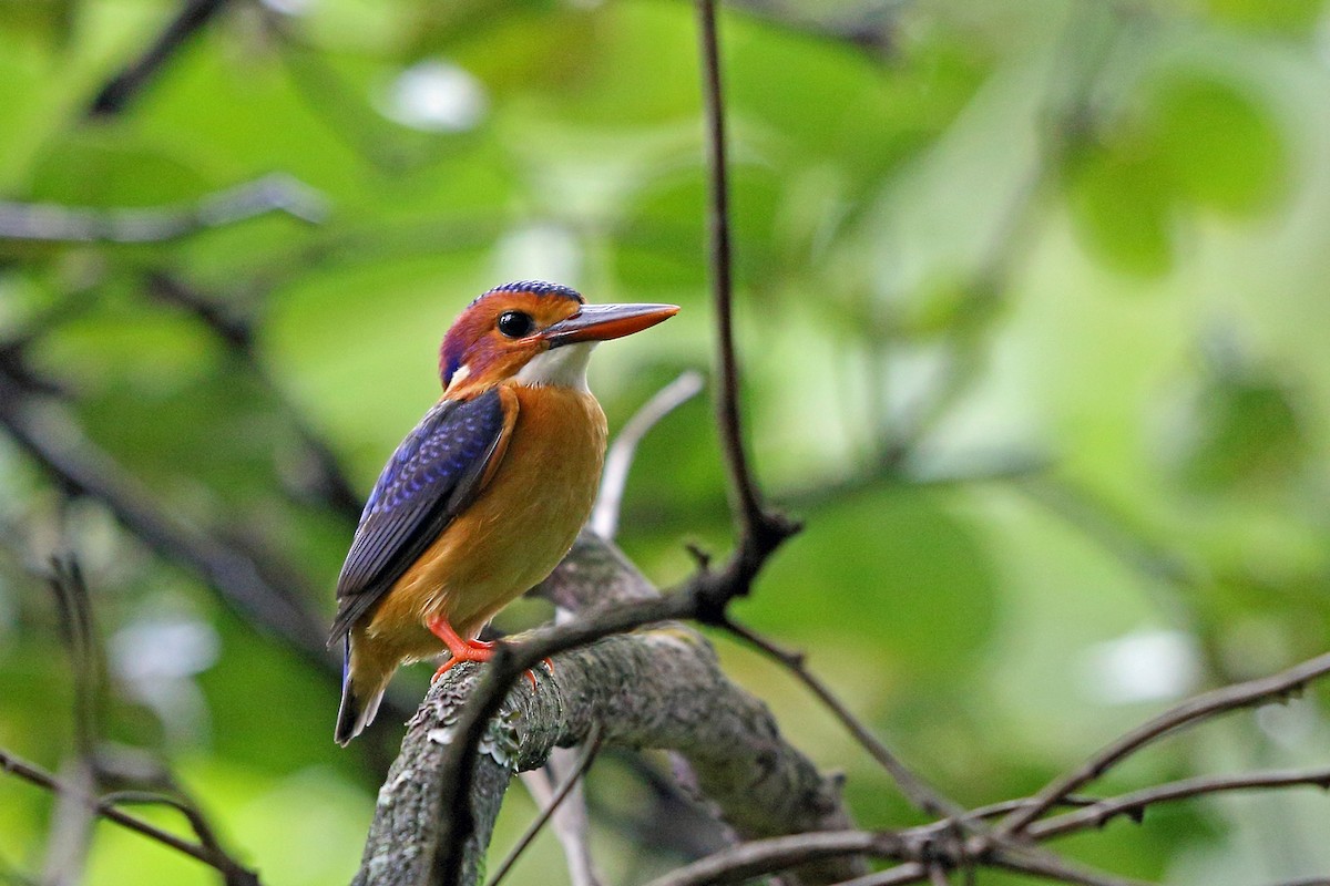 African Pygmy Kingfisher - Nigel Voaden