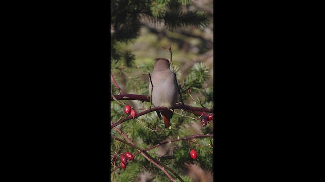 Bohemian Waxwing - ML468798521