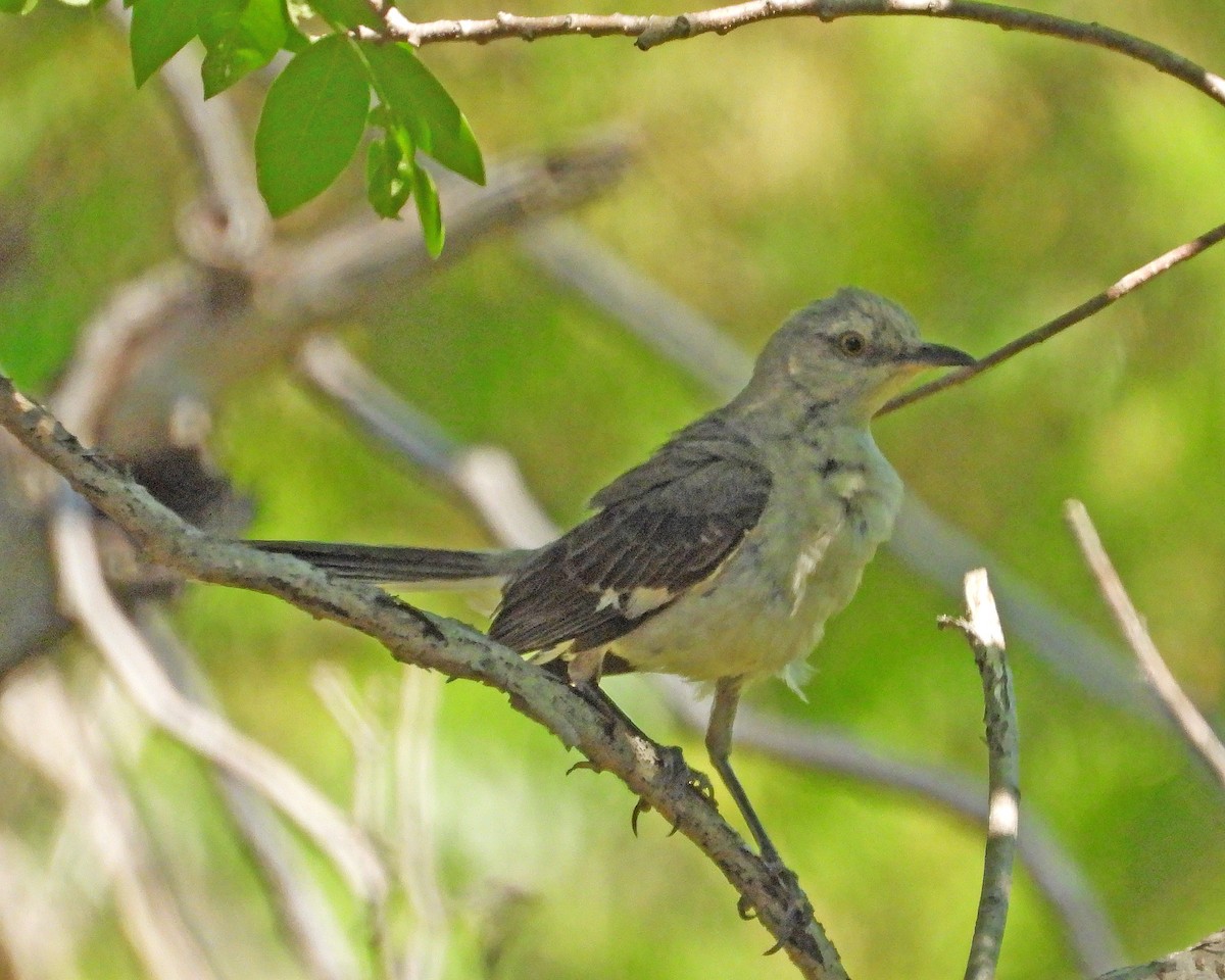 Northern Mockingbird - ML468799301