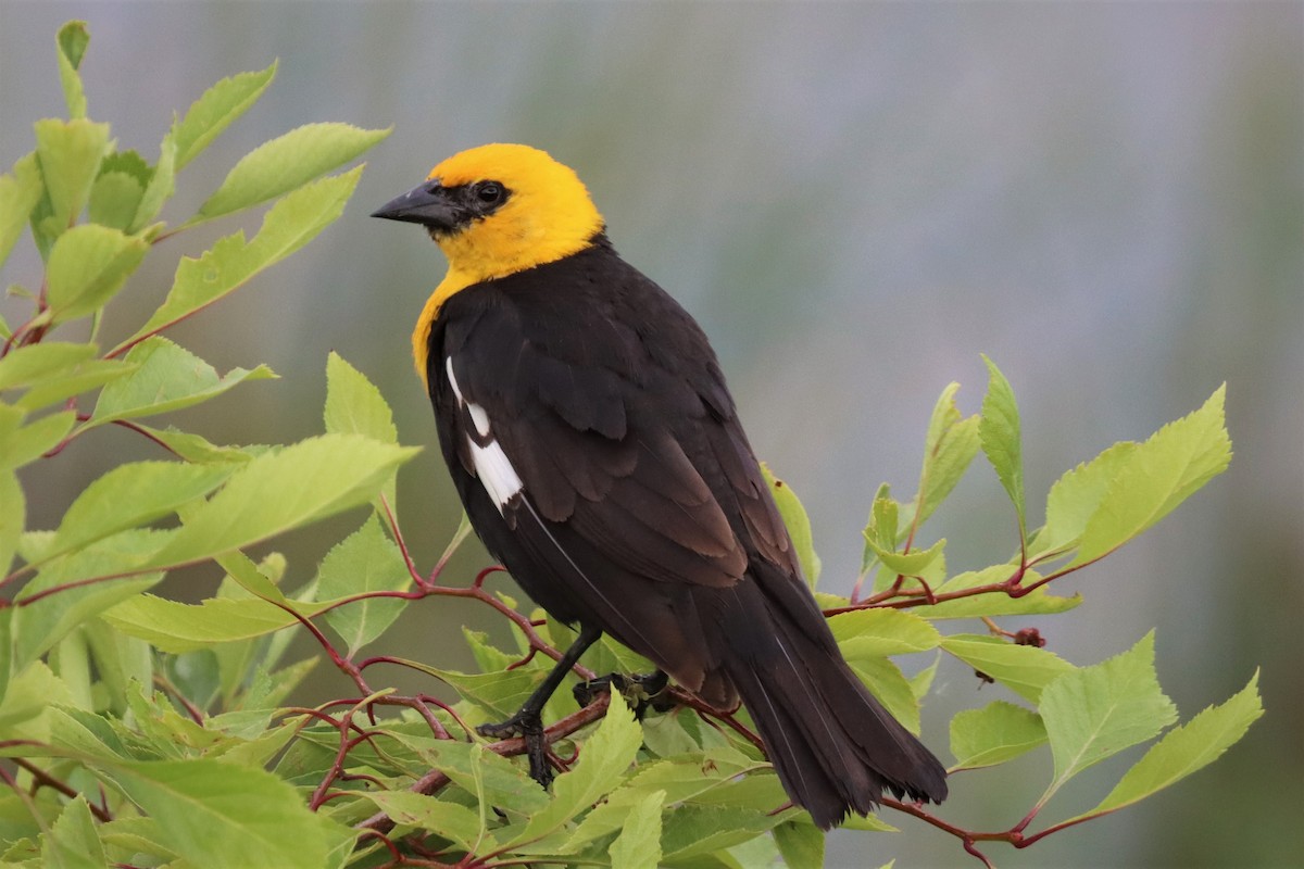 Yellow-headed Blackbird - ML468799361