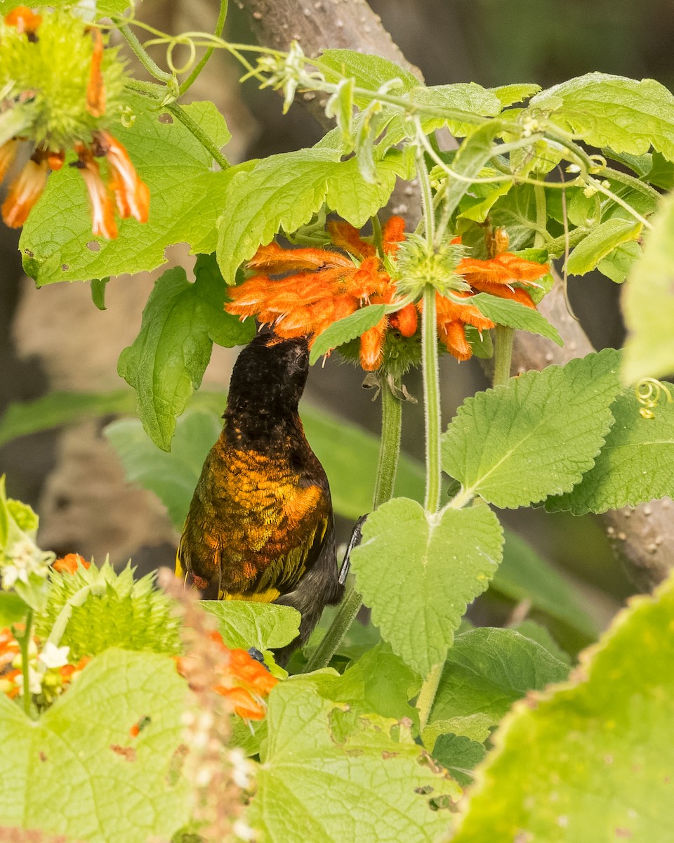 Golden-winged Sunbird - ML468800461