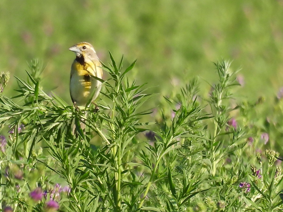 Dickcissel - ML468800921