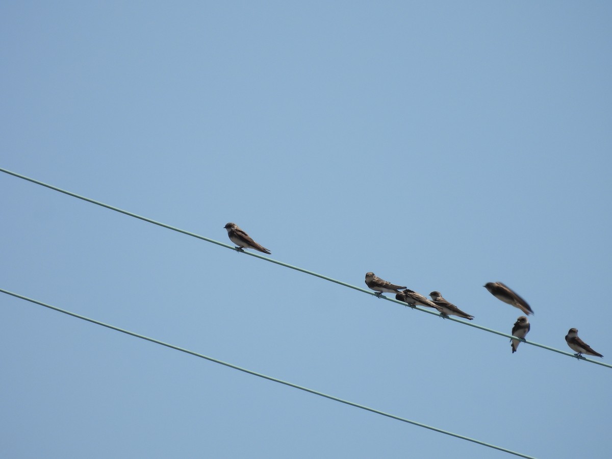 Bank Swallow - ML468801101