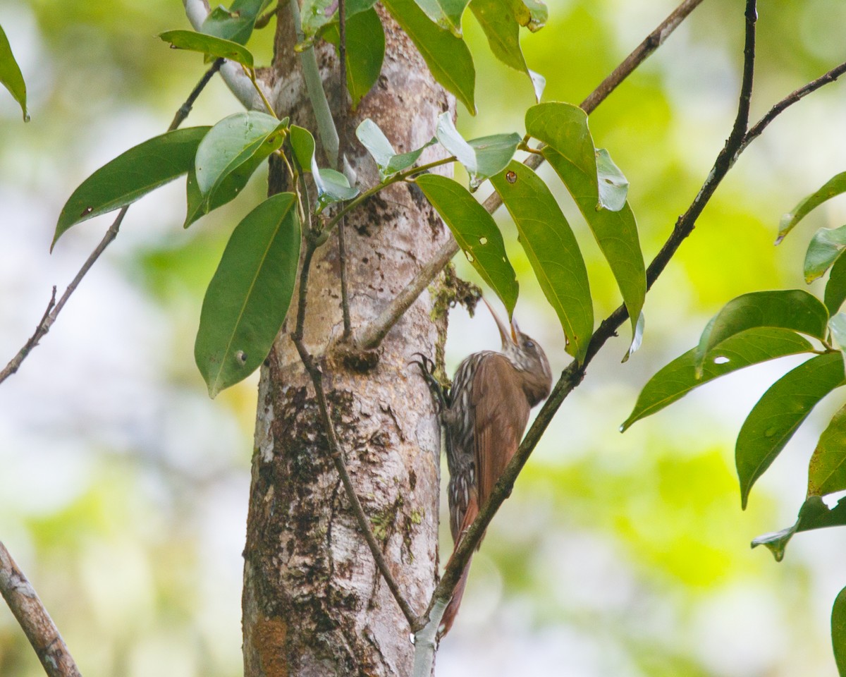 Dusky-capped Woodcreeper (Layard's) - ML468801271