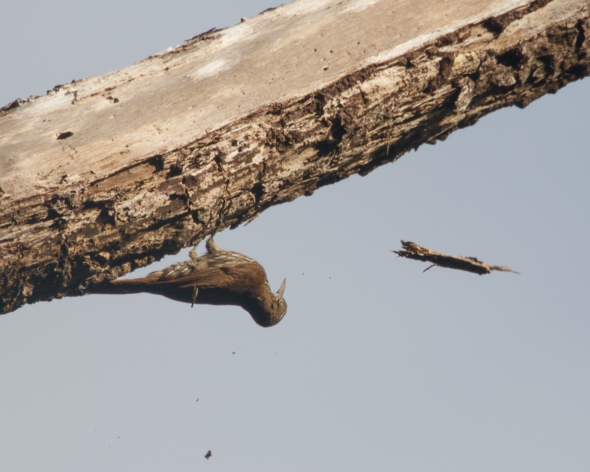 Dusky-capped Woodcreeper (Layard's) - ML468801291