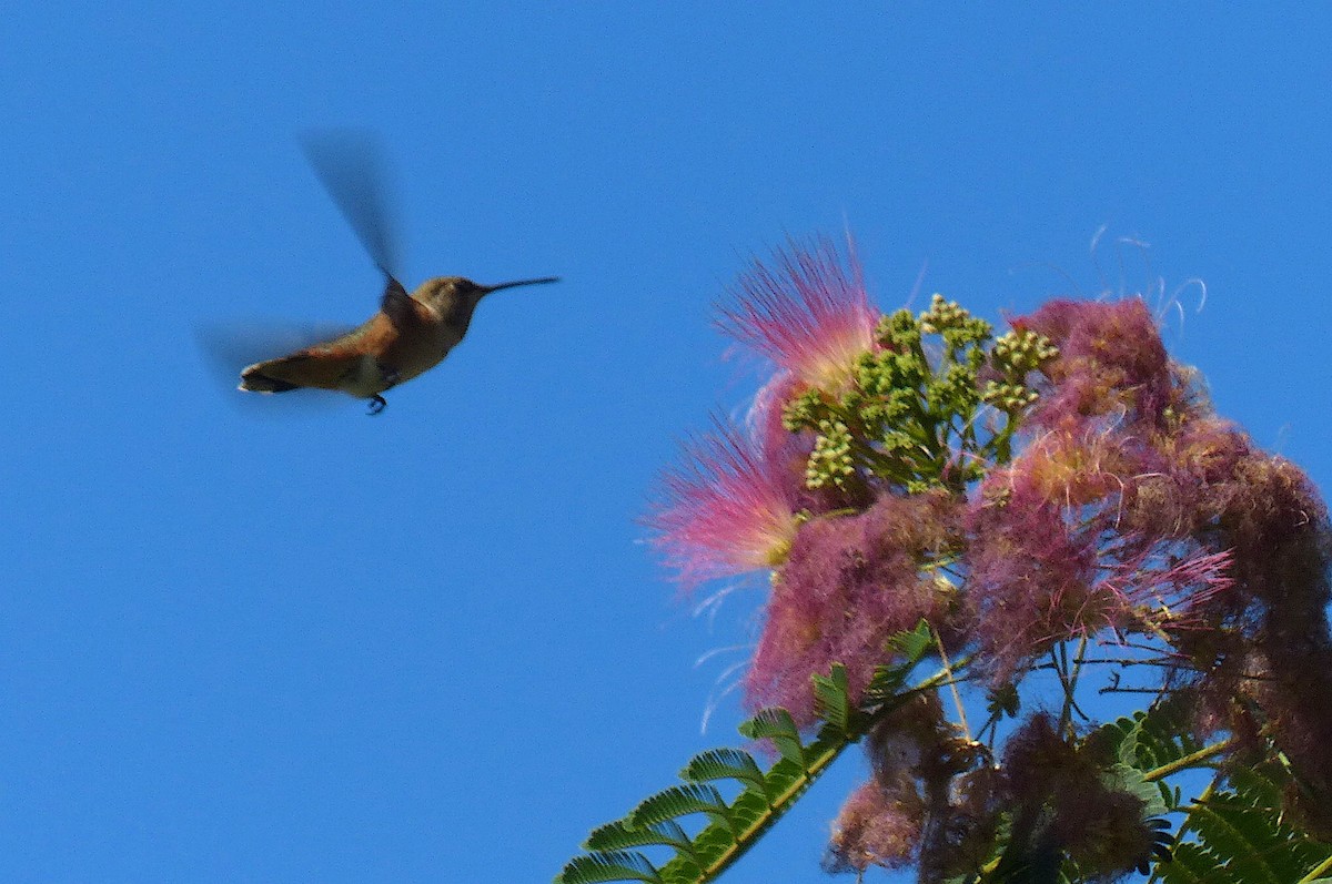 Rufous Hummingbird - D Krajnovich