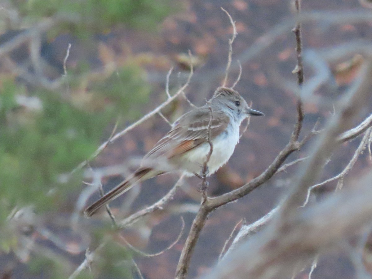 Ash-throated Flycatcher - ML468802711