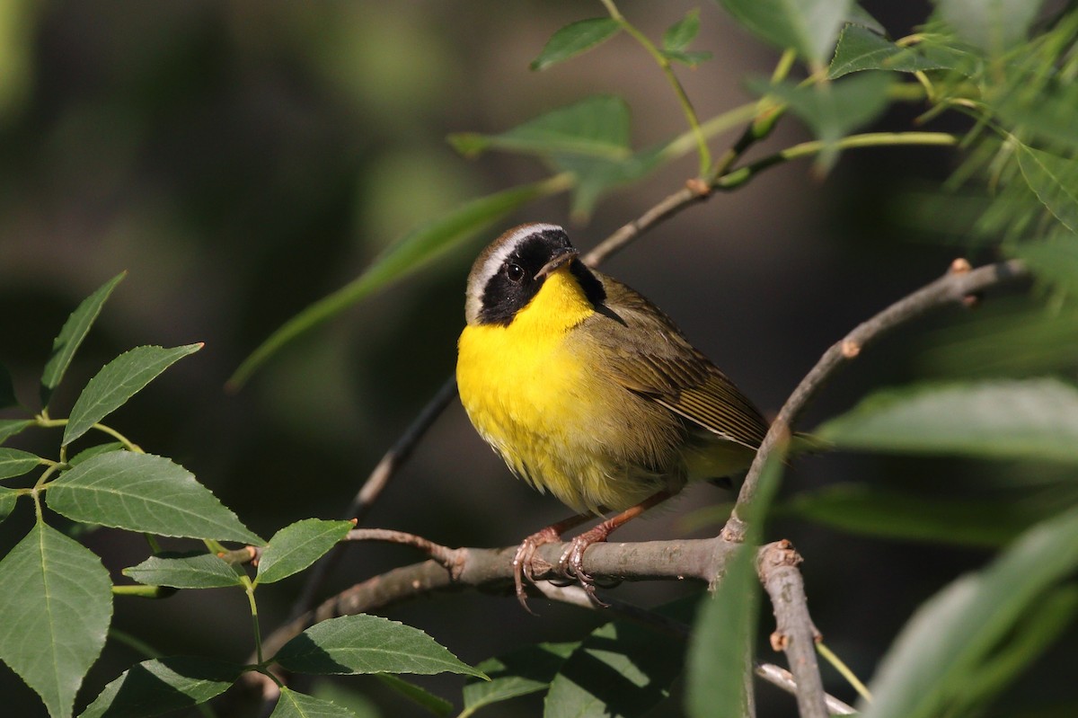 Common Yellowthroat - ML468803031