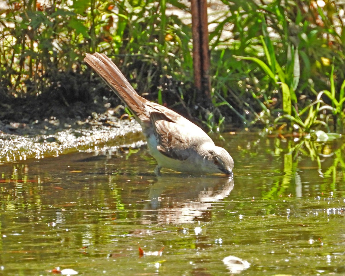 Northern Mockingbird - ML468803981