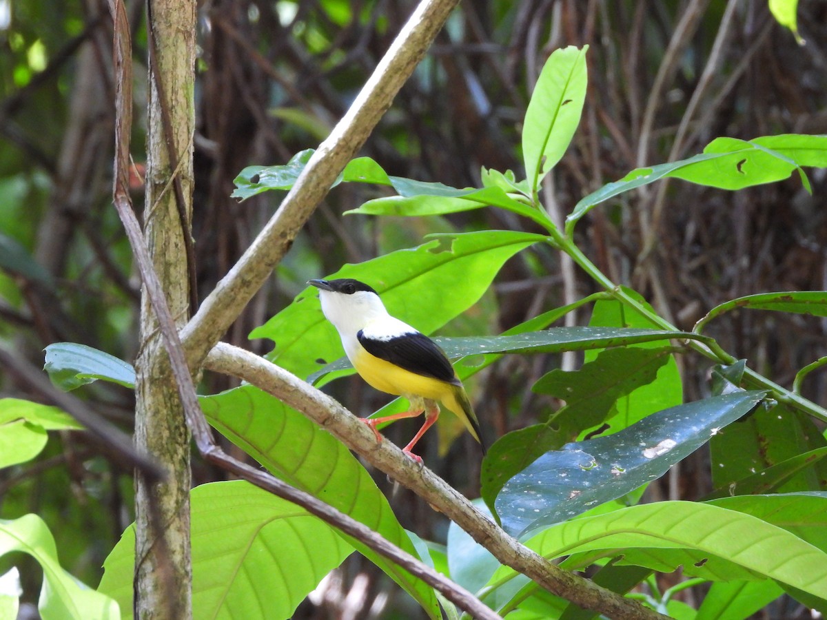 White-collared Manakin - ML468804041