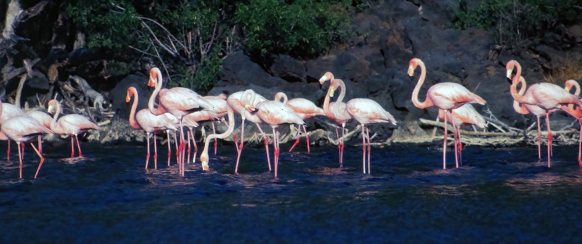 Amerika Flamingosu - ML468804861