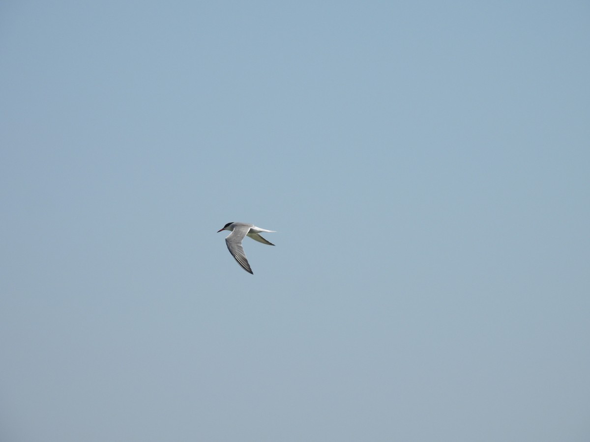 Common Tern - John  Paalvast