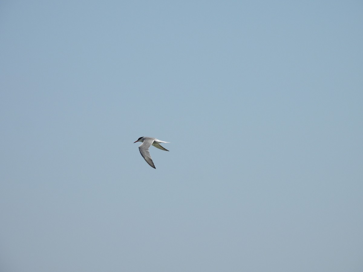 Common Tern - ML468805041