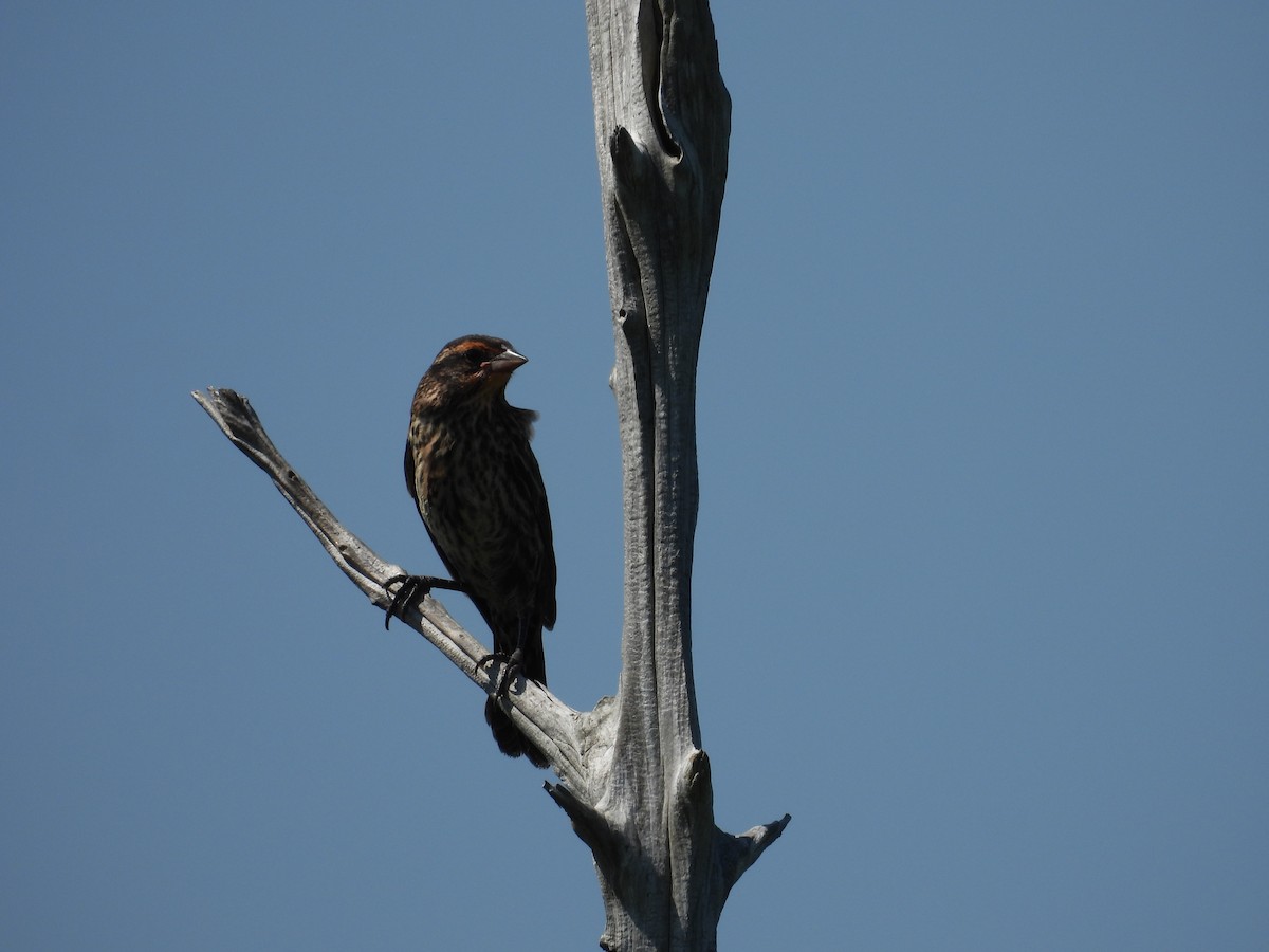 Red-winged Blackbird - ML468805641