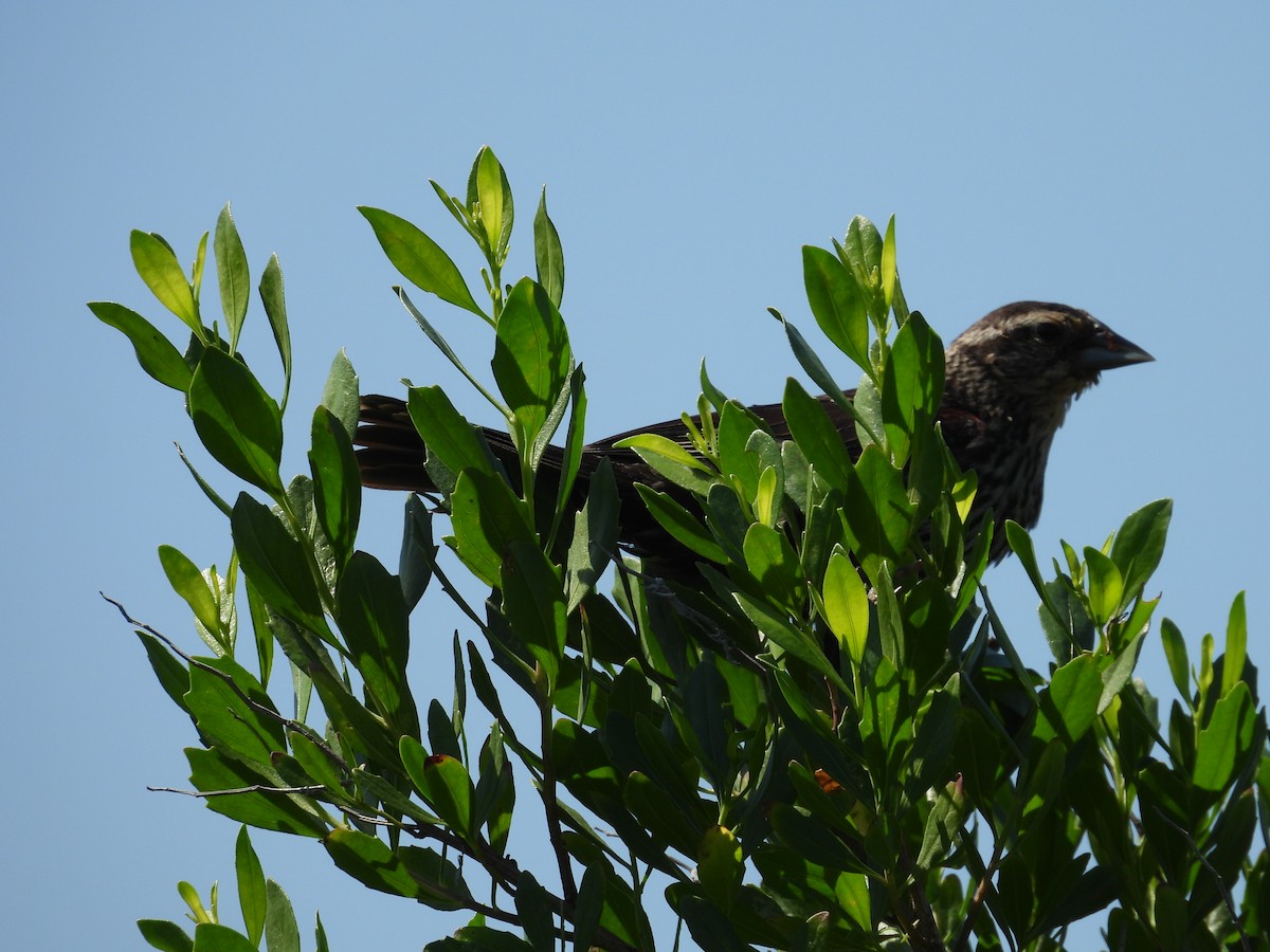 Red-winged Blackbird - ML468805651