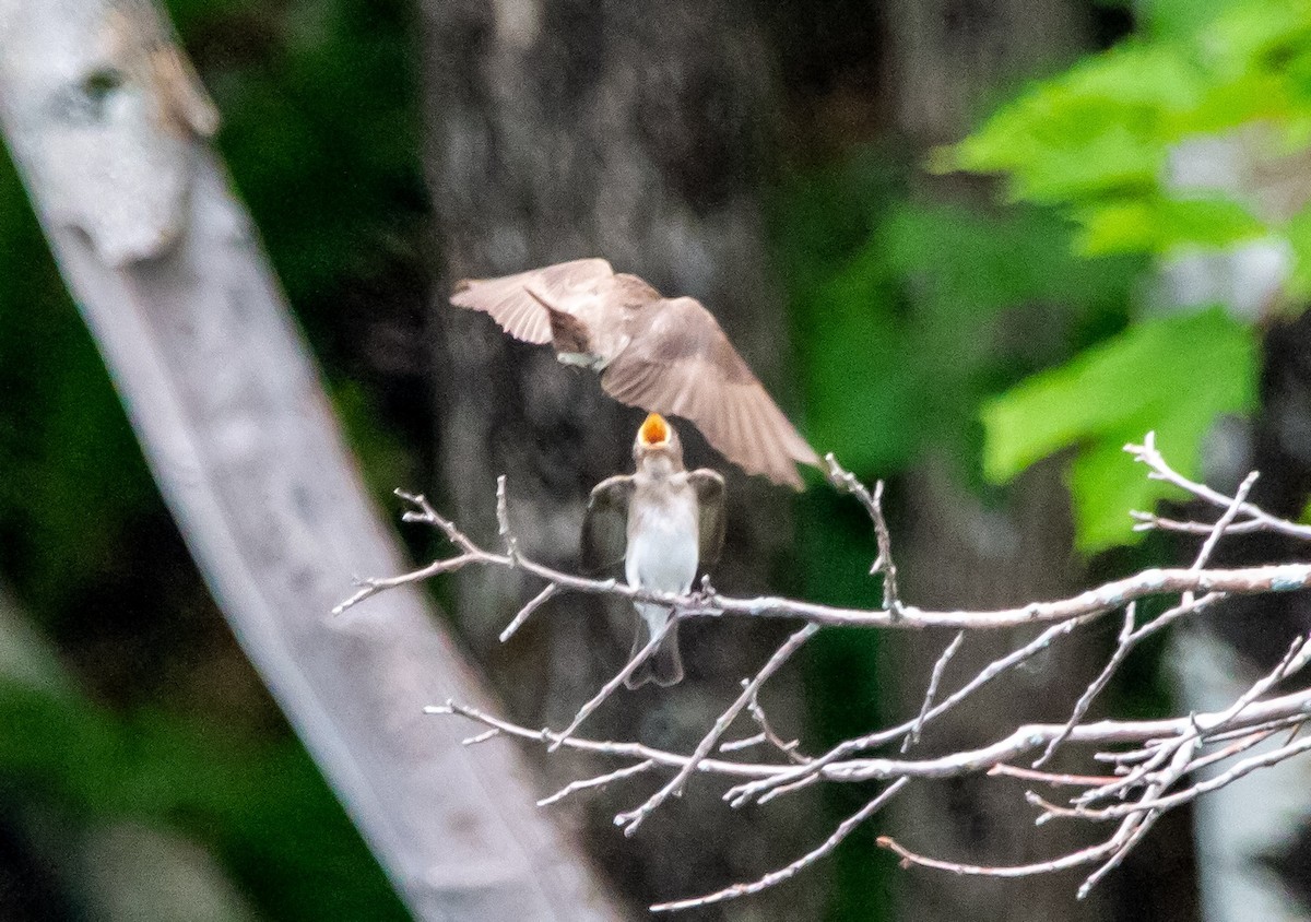 Northern Rough-winged Swallow - ML468806091