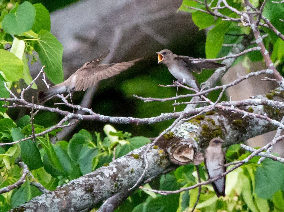 Northern Rough-winged Swallow - ML468806121