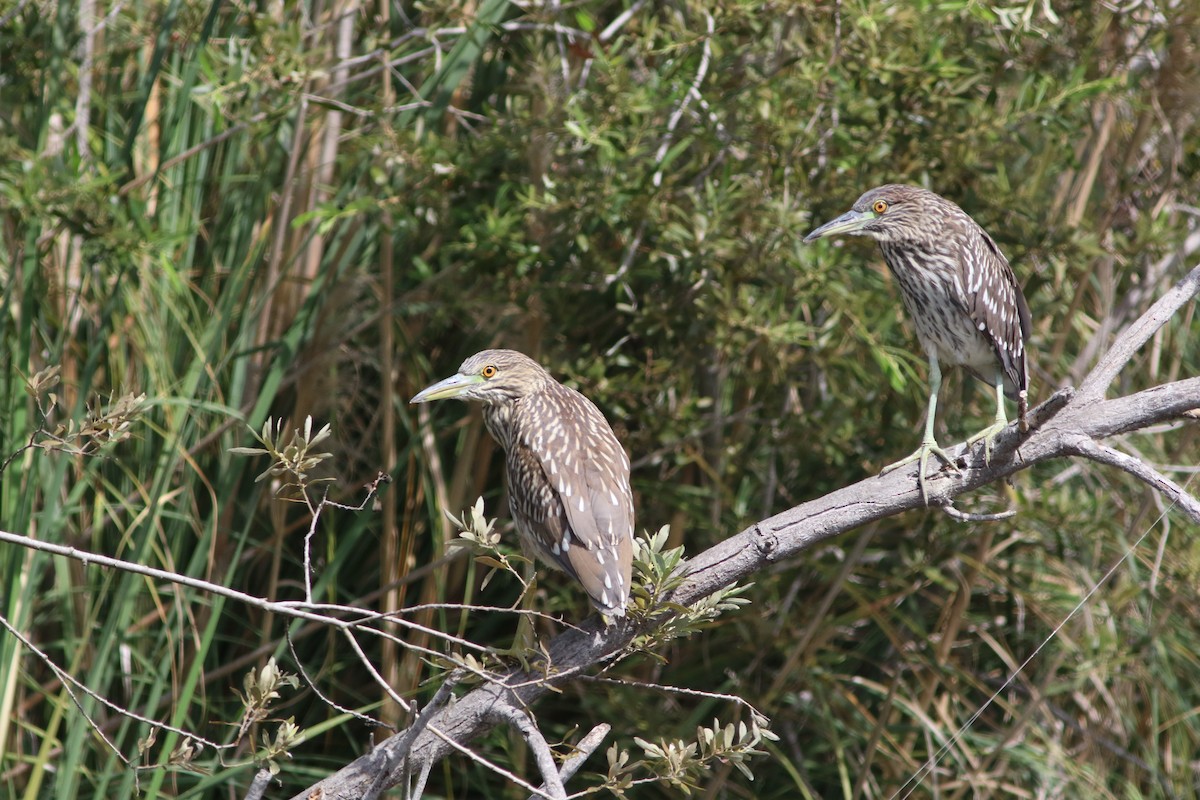 Black-crowned Night Heron - Robert McNab