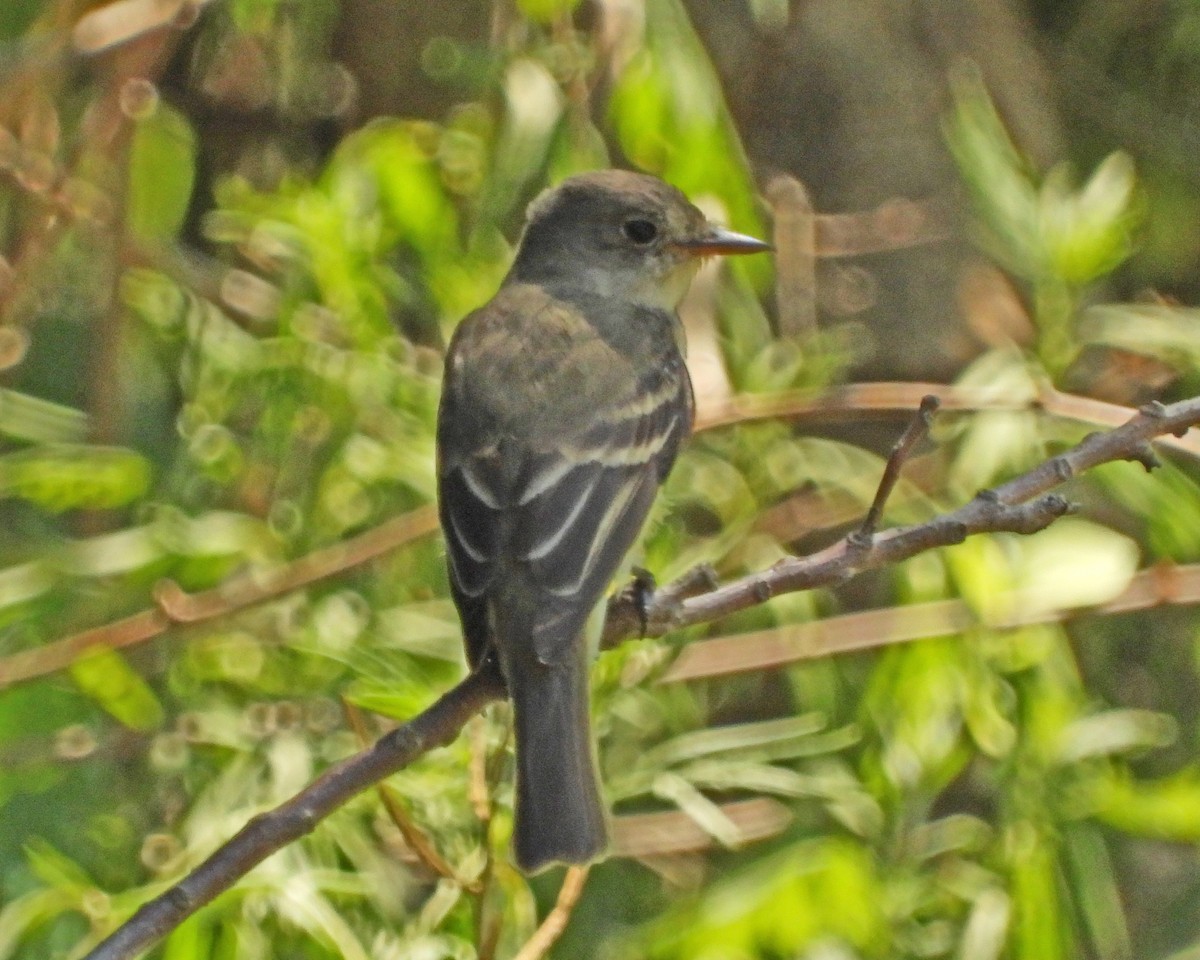 Eastern Phoebe - ML468806951
