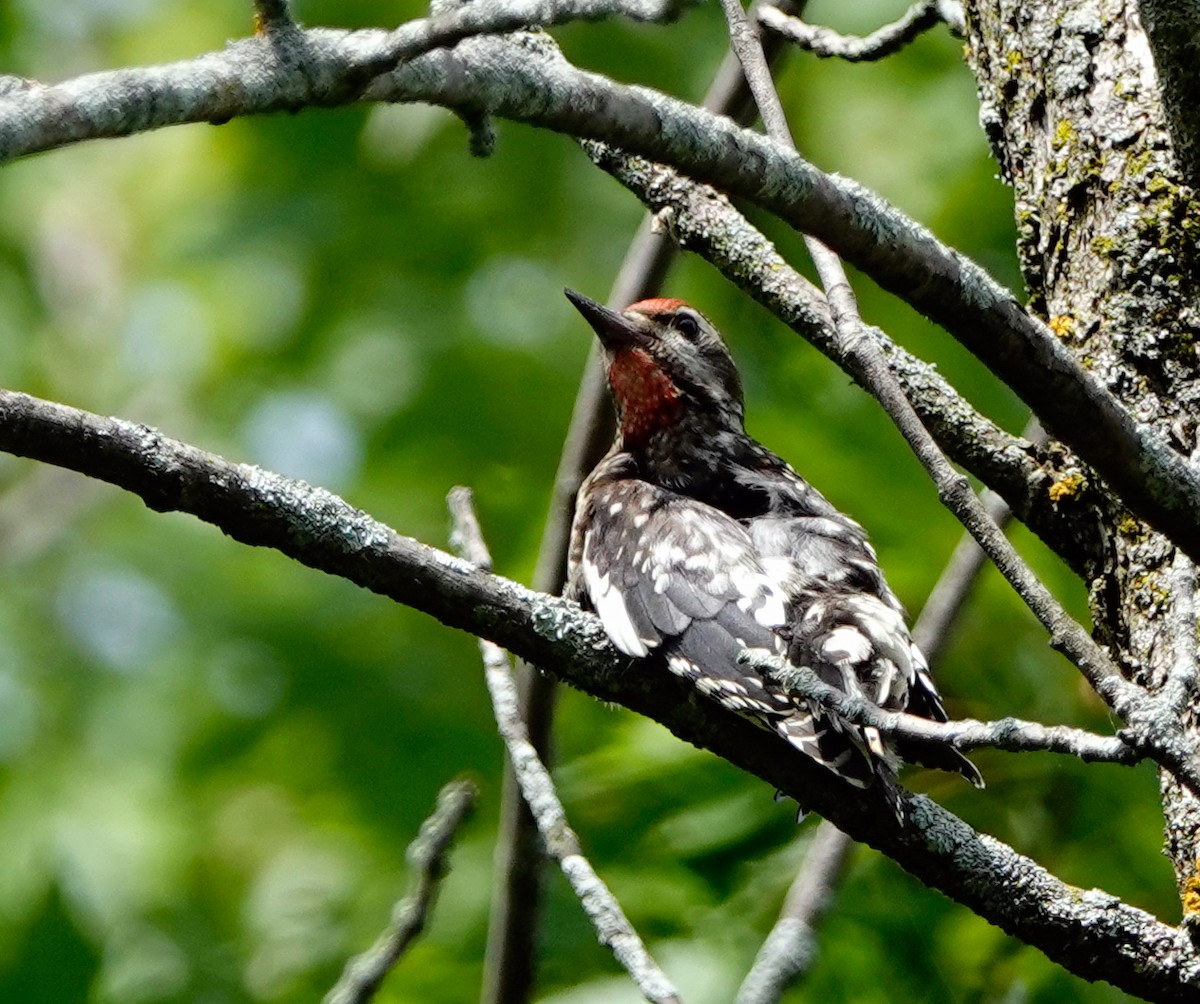 Yellow-bellied Sapsucker - ML468807471