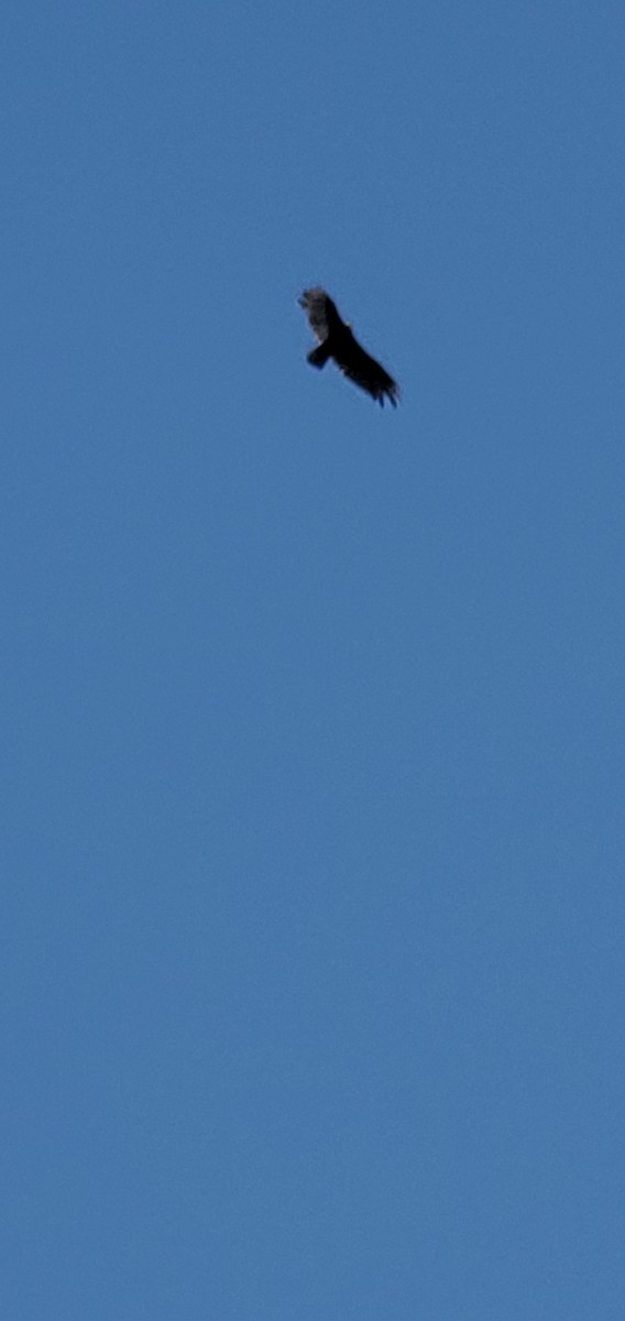 Turkey Vulture - Derek Crowder