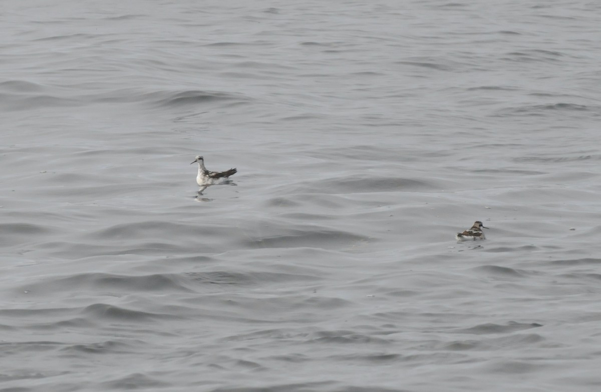 Red-necked Phalarope - ML468808711