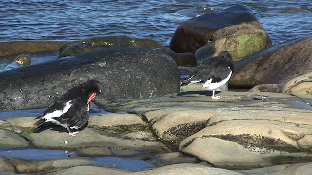 マゼランミヤコドリ - ML468810