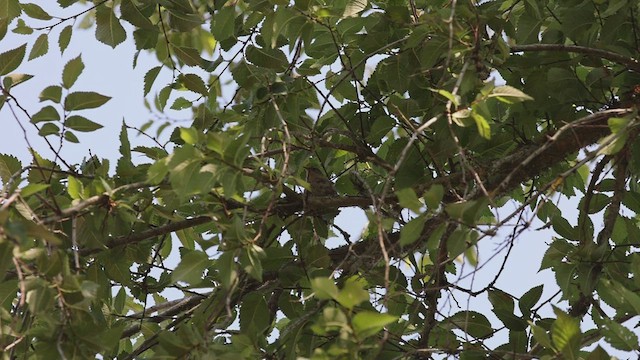 Eurasian Wren - ML468810861