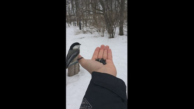 Black-capped Chickadee - ML468811321