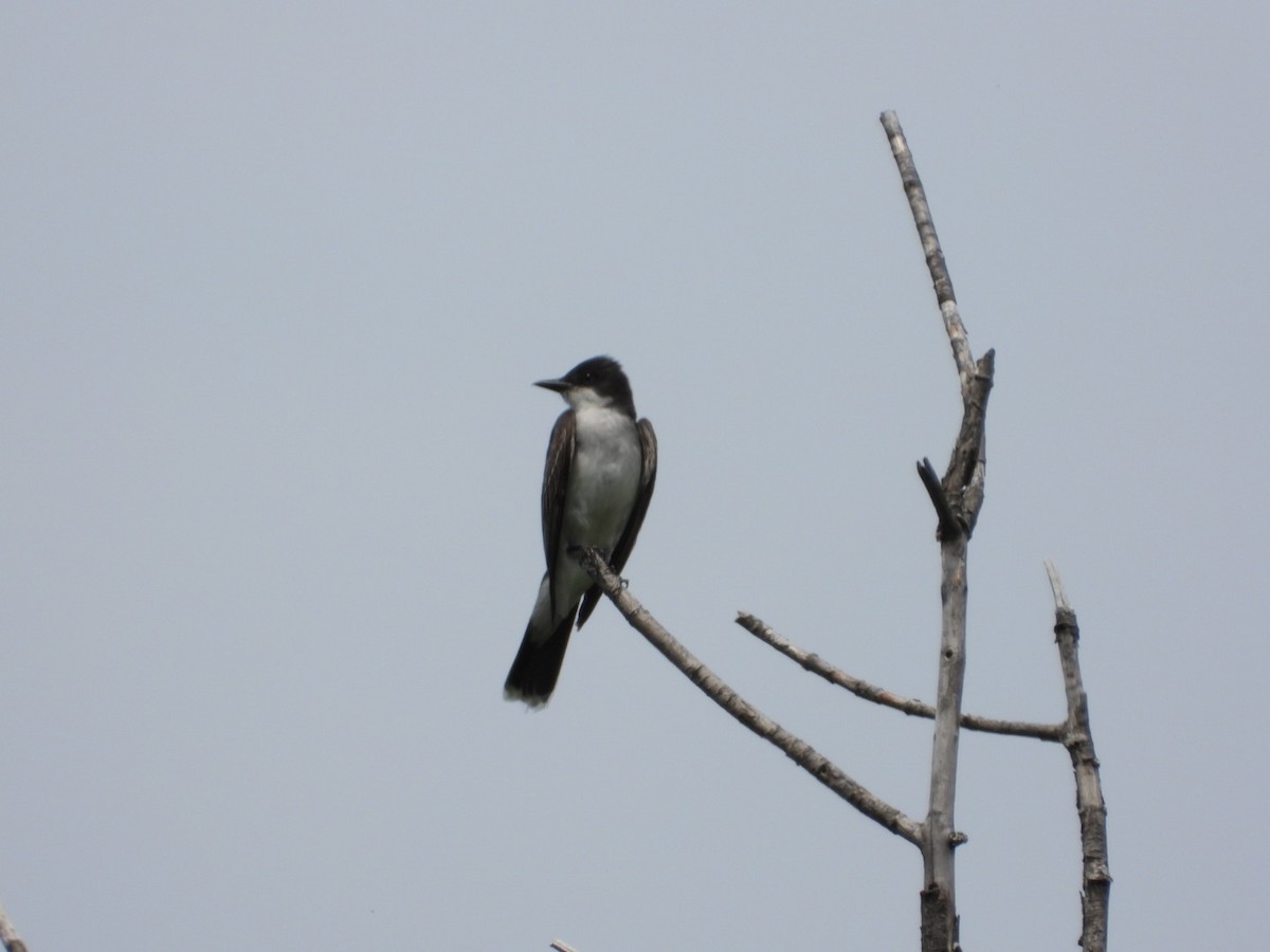 Eastern Kingbird - ML468811691