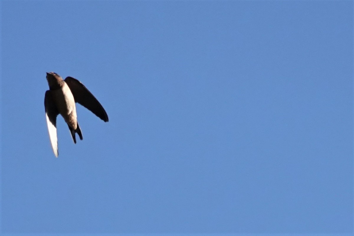 Barn Swallow - ML468812201