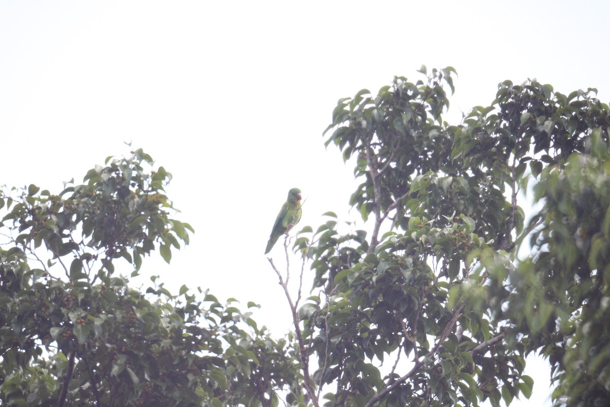 Orange-chinned Parakeet - ML468812271