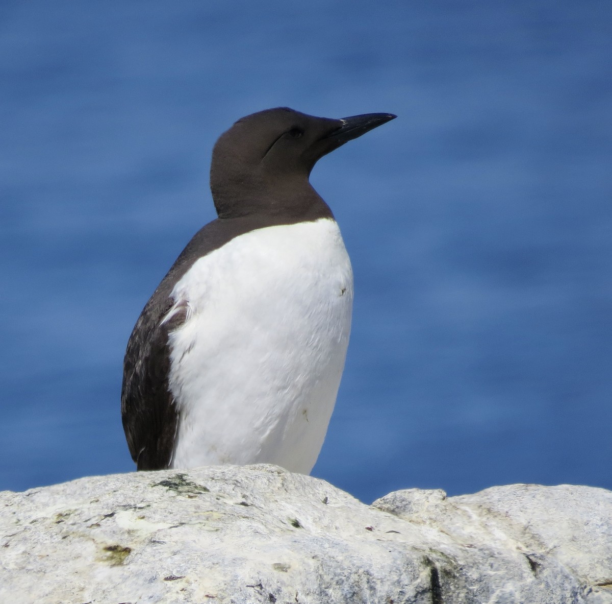 Guillemot marmette - ML468812401