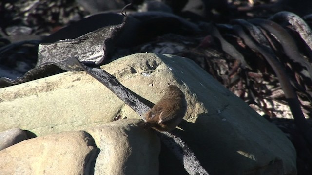 Cobb's Wren - ML468813