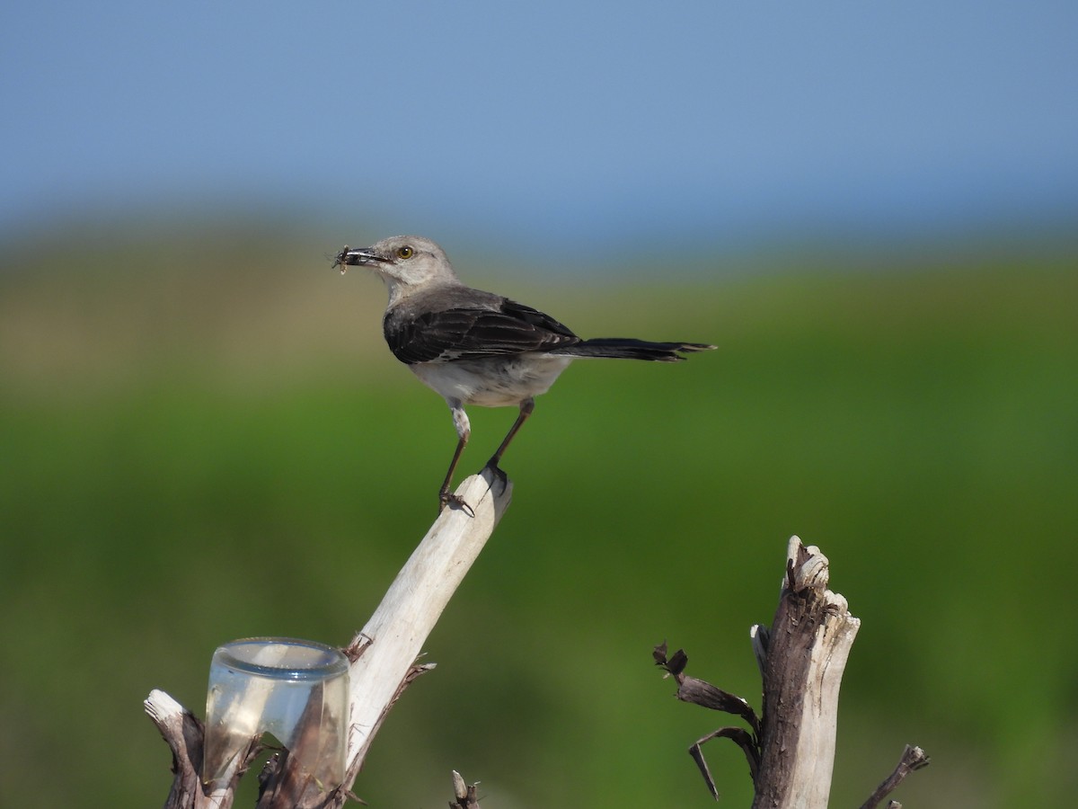 Northern Mockingbird - John  Paalvast