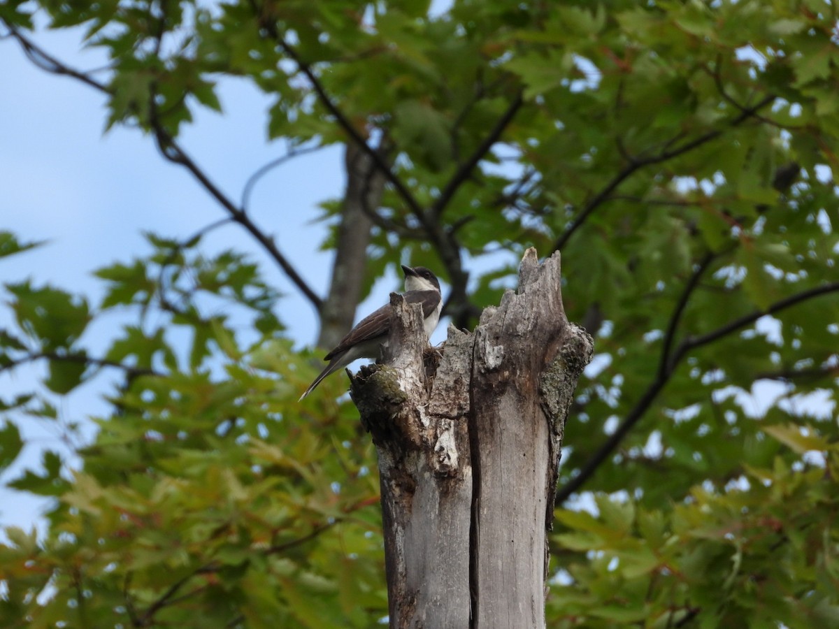 Eastern Kingbird - Manon Guglia